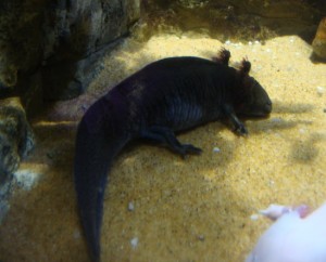 axolotl