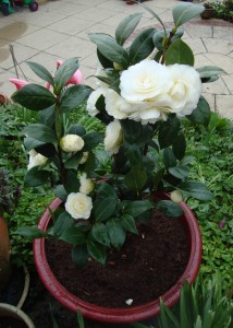 camellia