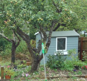 shed1