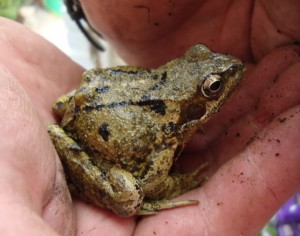 ribbit